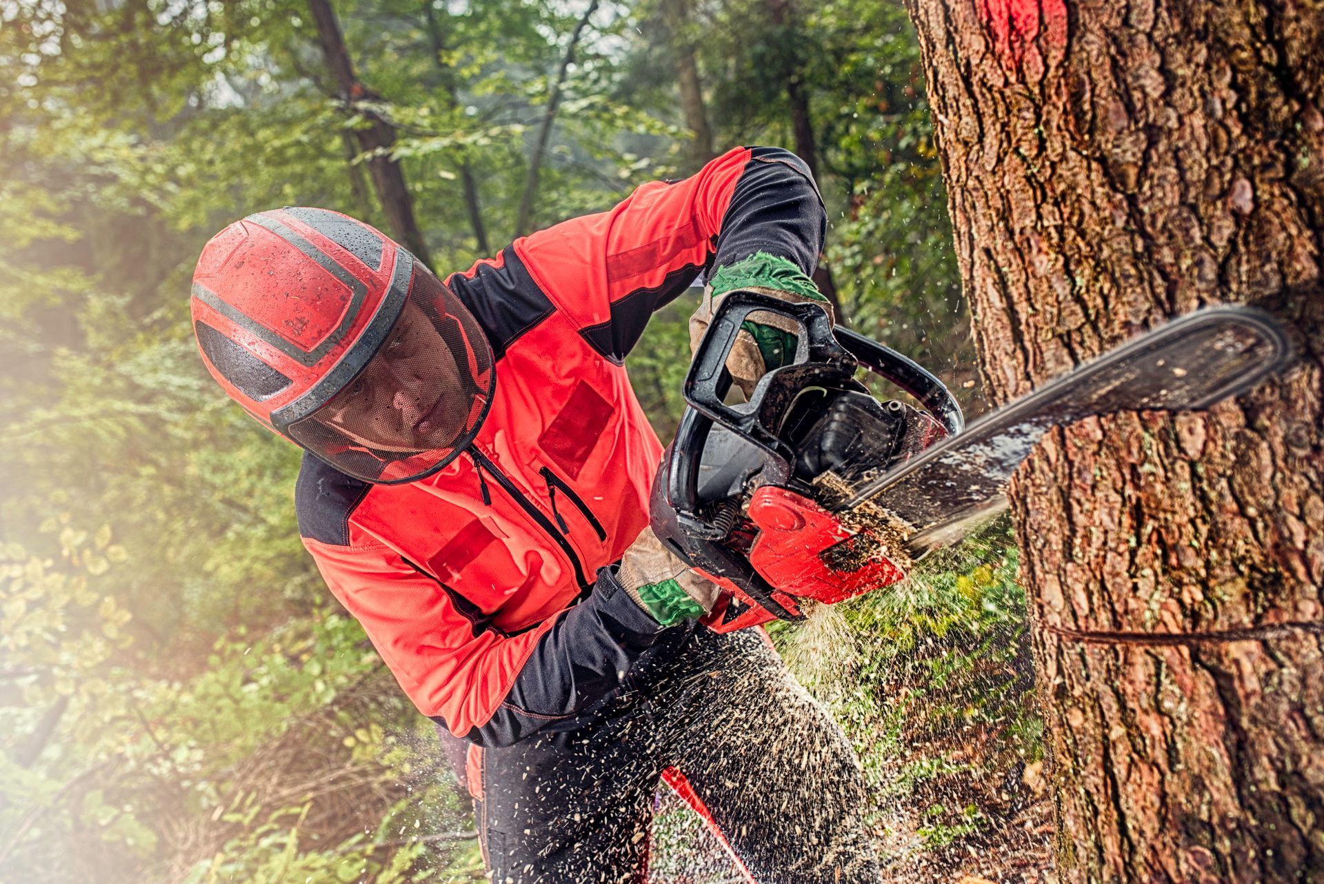 Un uomo sta tagliando un albero con una motosega nel bosco.