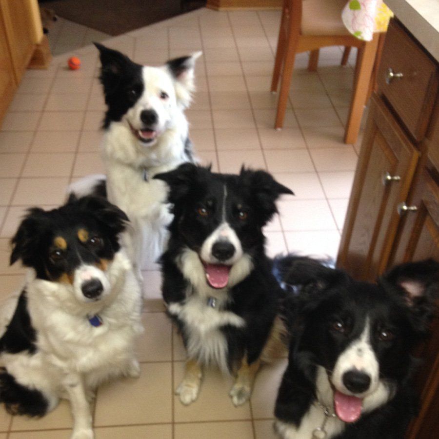 Louie, Charlie, Annie and Harley - Roselle, Illinois - Action Lock and Key, Inc