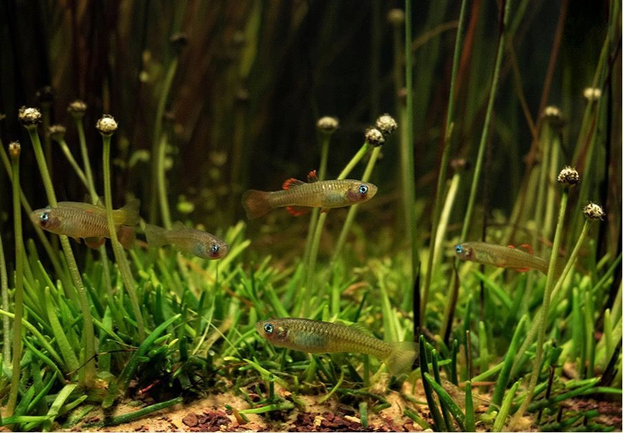 Image of multiple redfin blue eye (Scaturiginichthys vermeilipinnis) fish