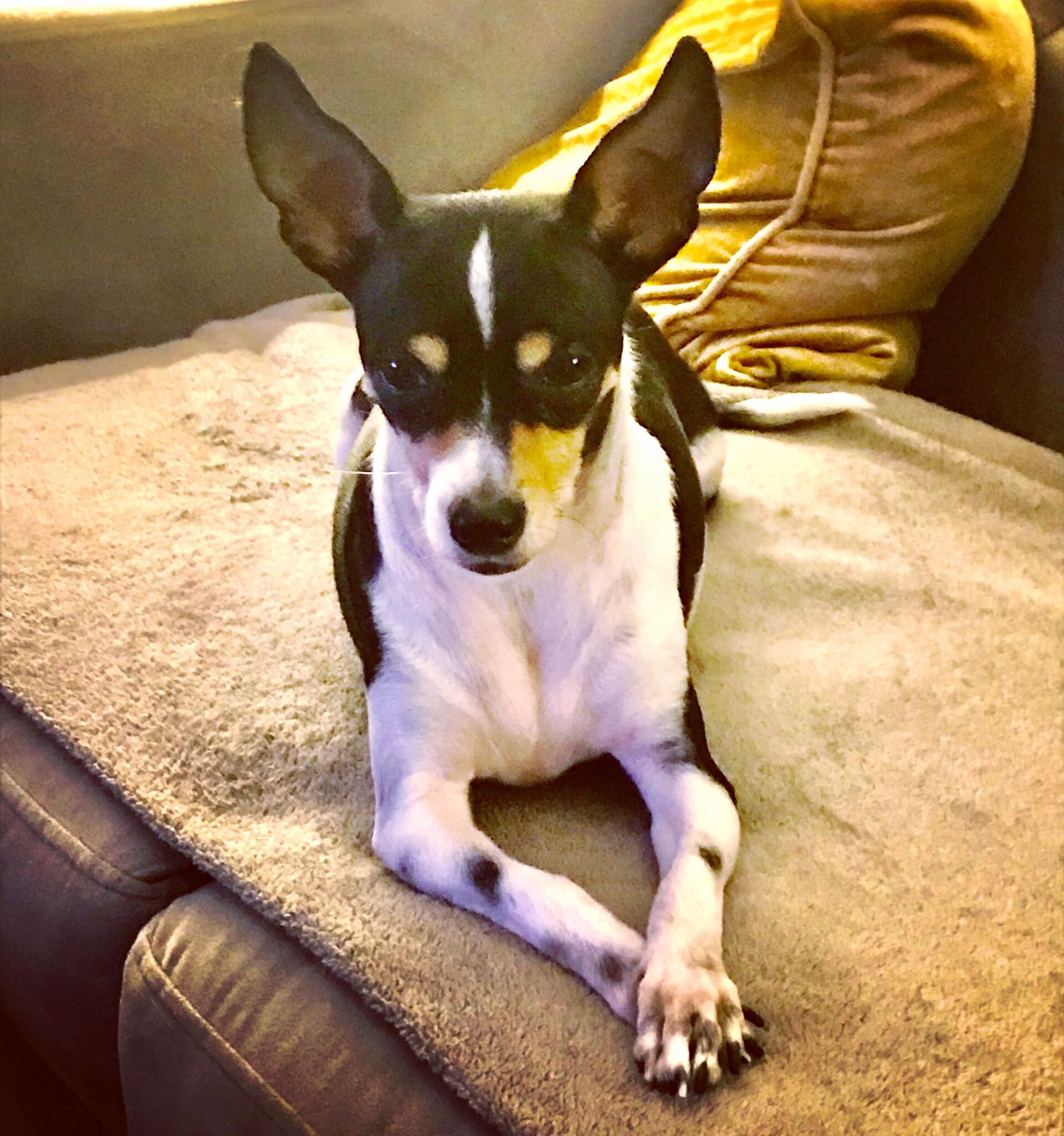 Roxie