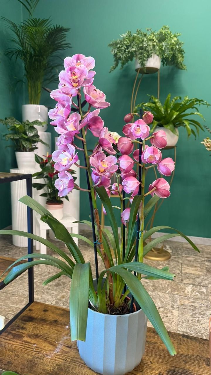 Un'orchidea in vaso con molteplici steli di fiori rosa acceso, posizionata contro una parete color verde acqua insieme ad altre piante da interno.