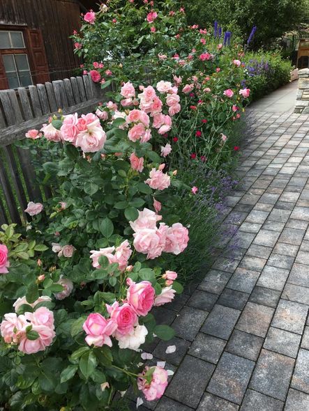 sommerliche Blumenfrische