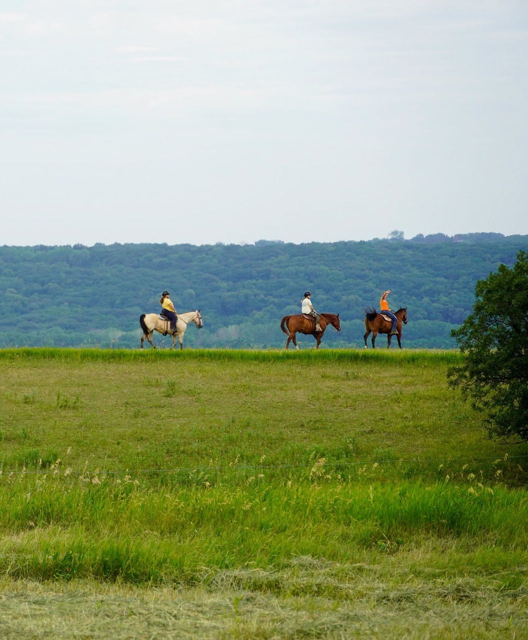 Inspiration Hills Horse Riding