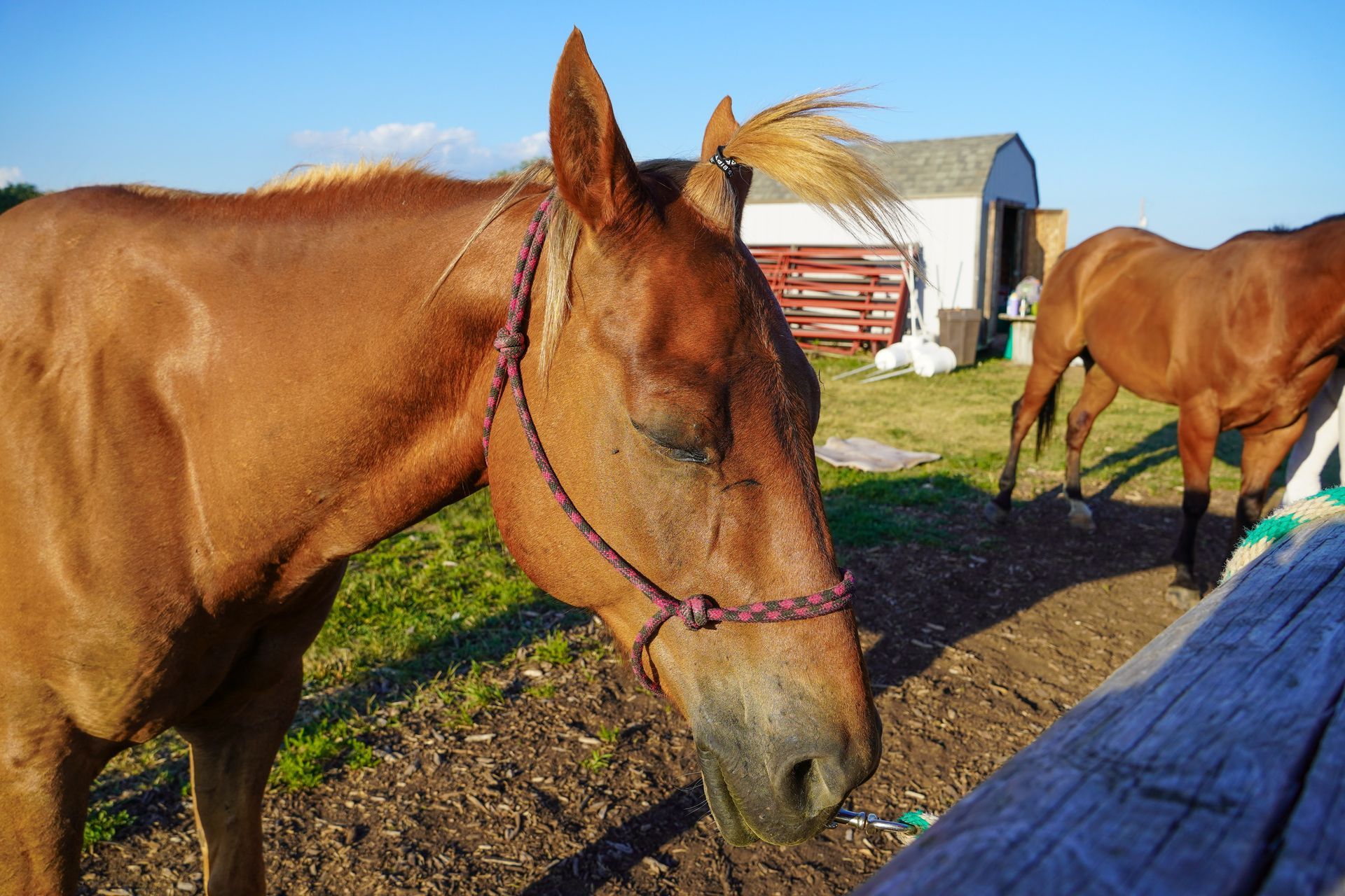 Inspiration Hills Horses