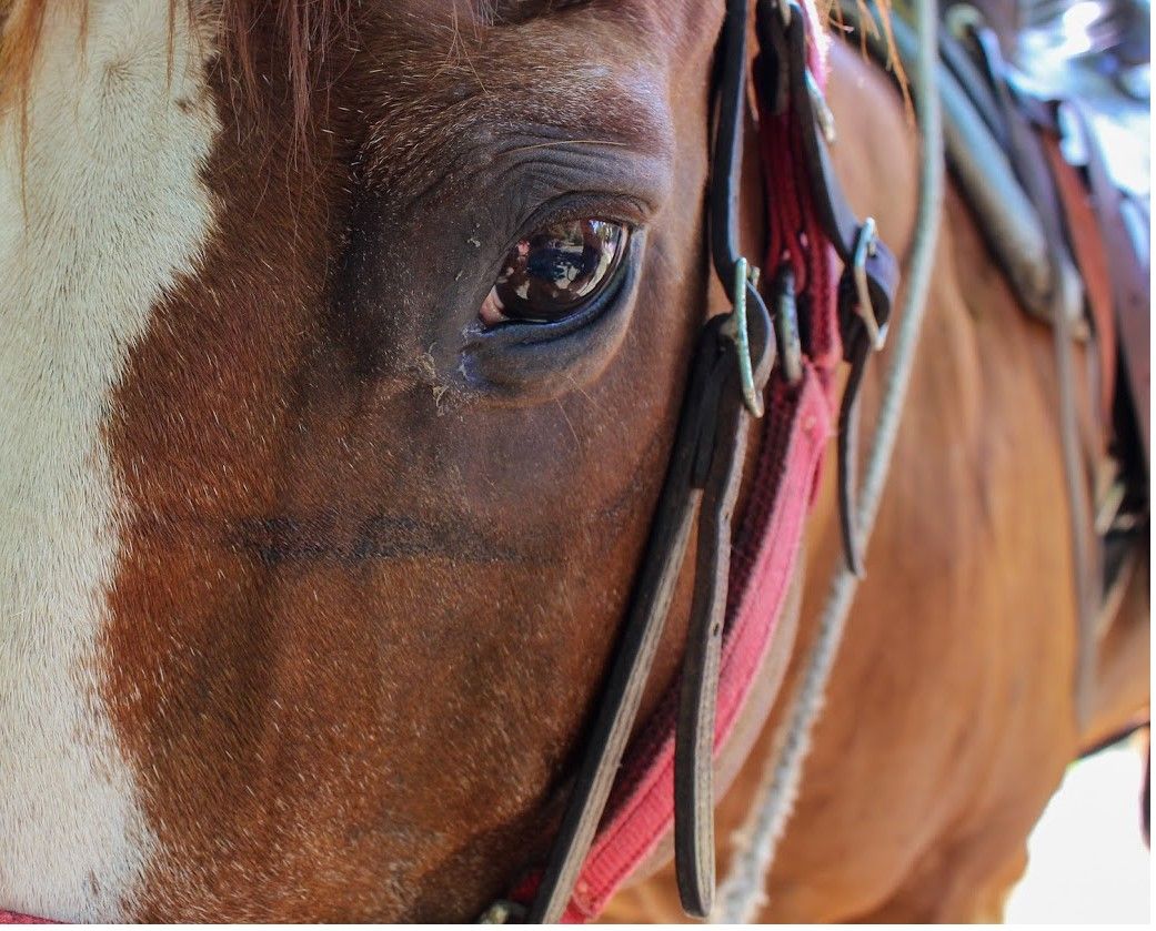 Inspiration Hills Horse Camp Saddle Up