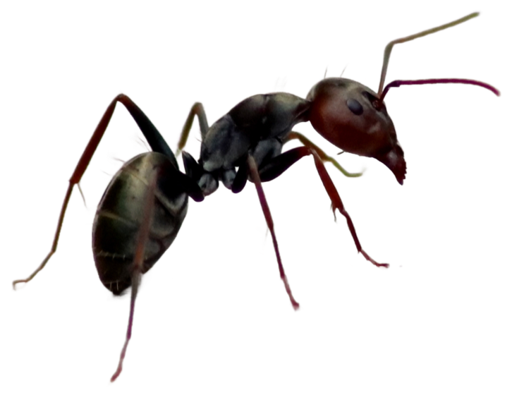 Ant