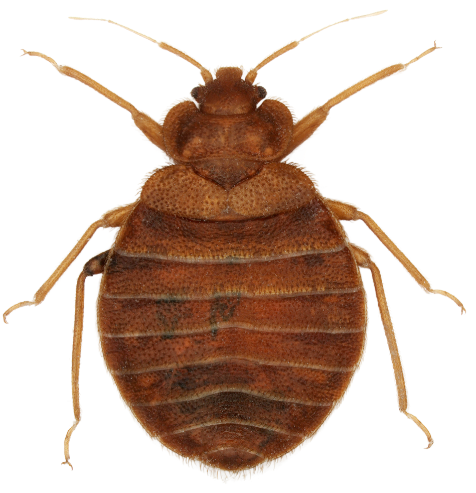 Bed Bug