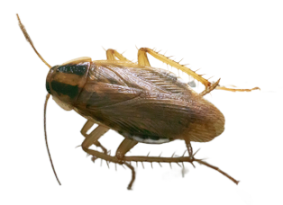 German Cockroach