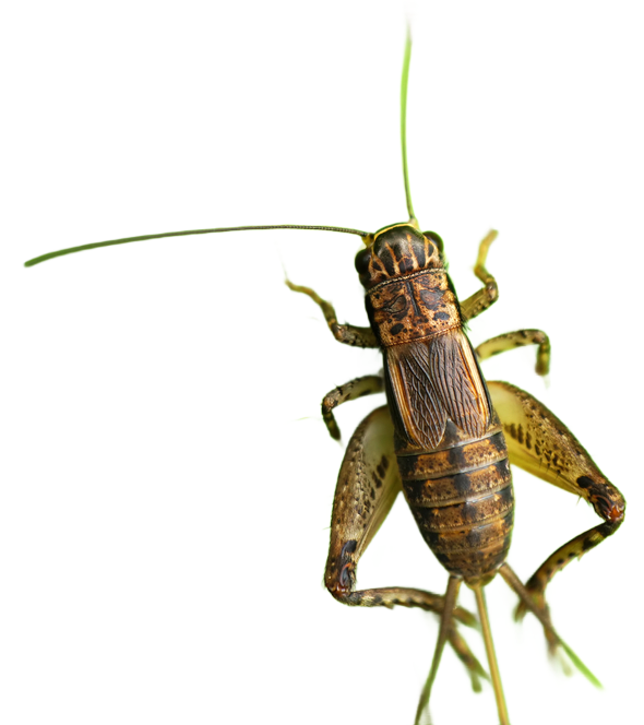 Cricket