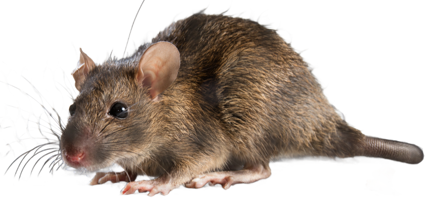 Rat