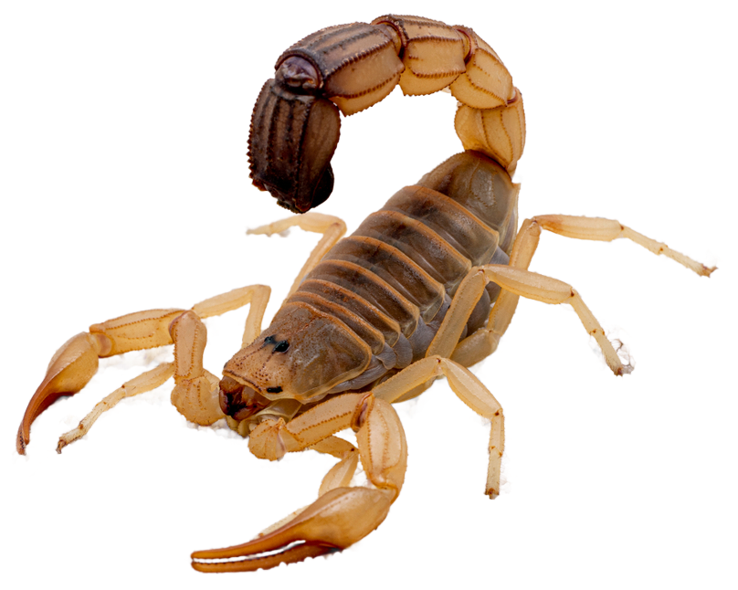 Scorpion