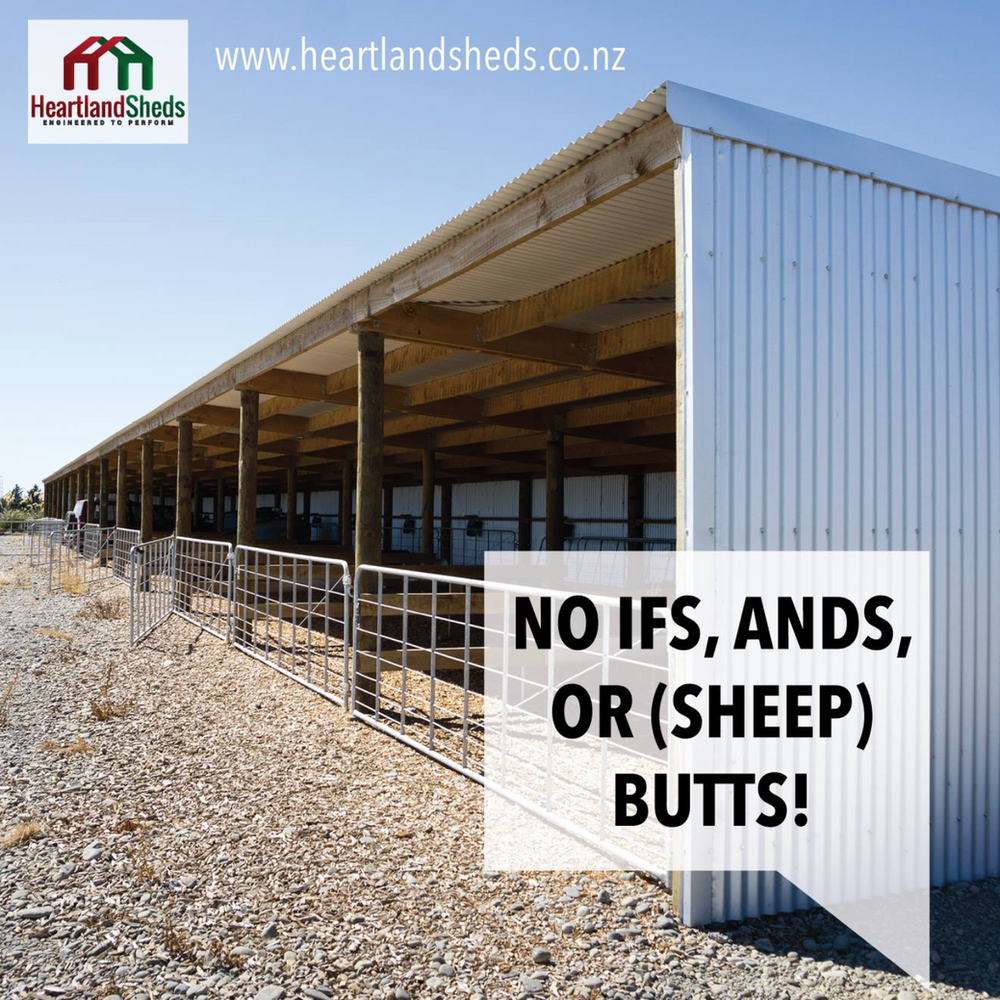 A picture of a shed with the words no ifs ands or sheep butts