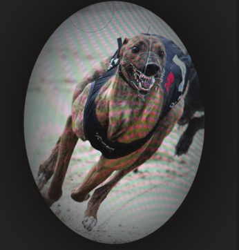 KILARA ICON
