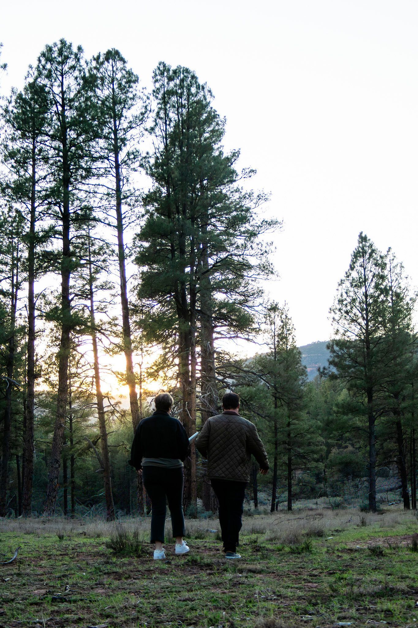 Two people walking through a pine forest at sunset