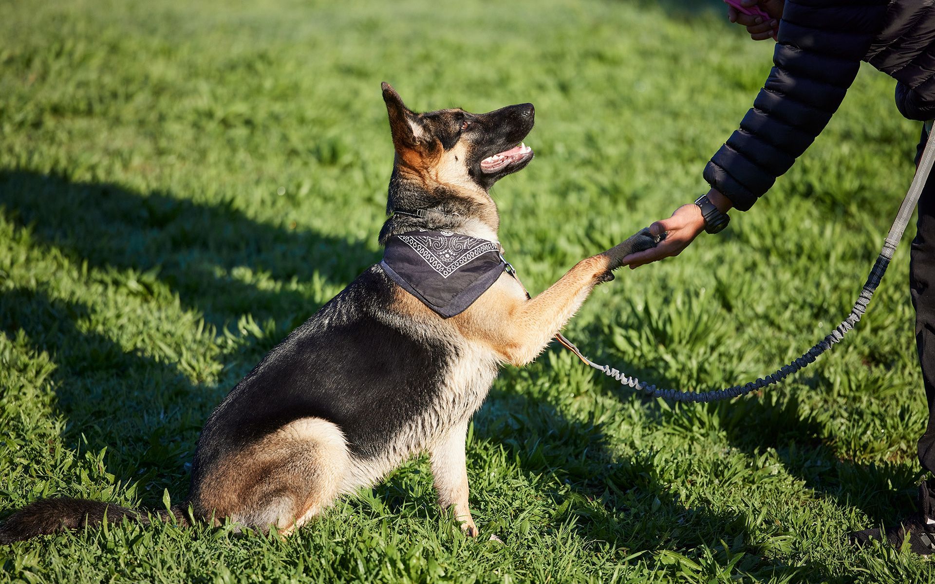 German Shepherd dog sits on grass, giving a high-five to a person.