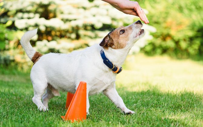 Dog being trained, reaching for a hand. It stands next to an orange cone on grass.