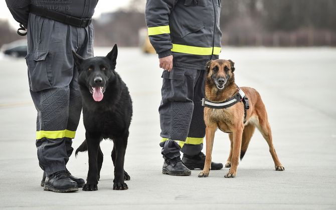 Two dogs, black and brown, stand with handlers in uniform on a concrete surface.