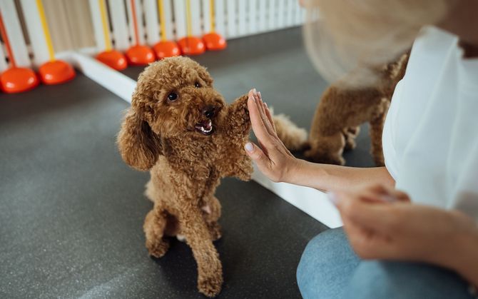 Brown poodle giving a high-five to a person. Indoors; training.