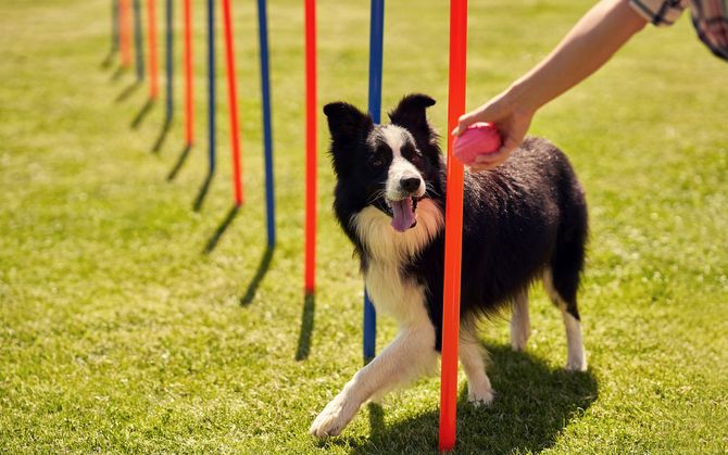 A Border Collie weaves through poles on a grassy field, reaching for a pink ball held by a person.