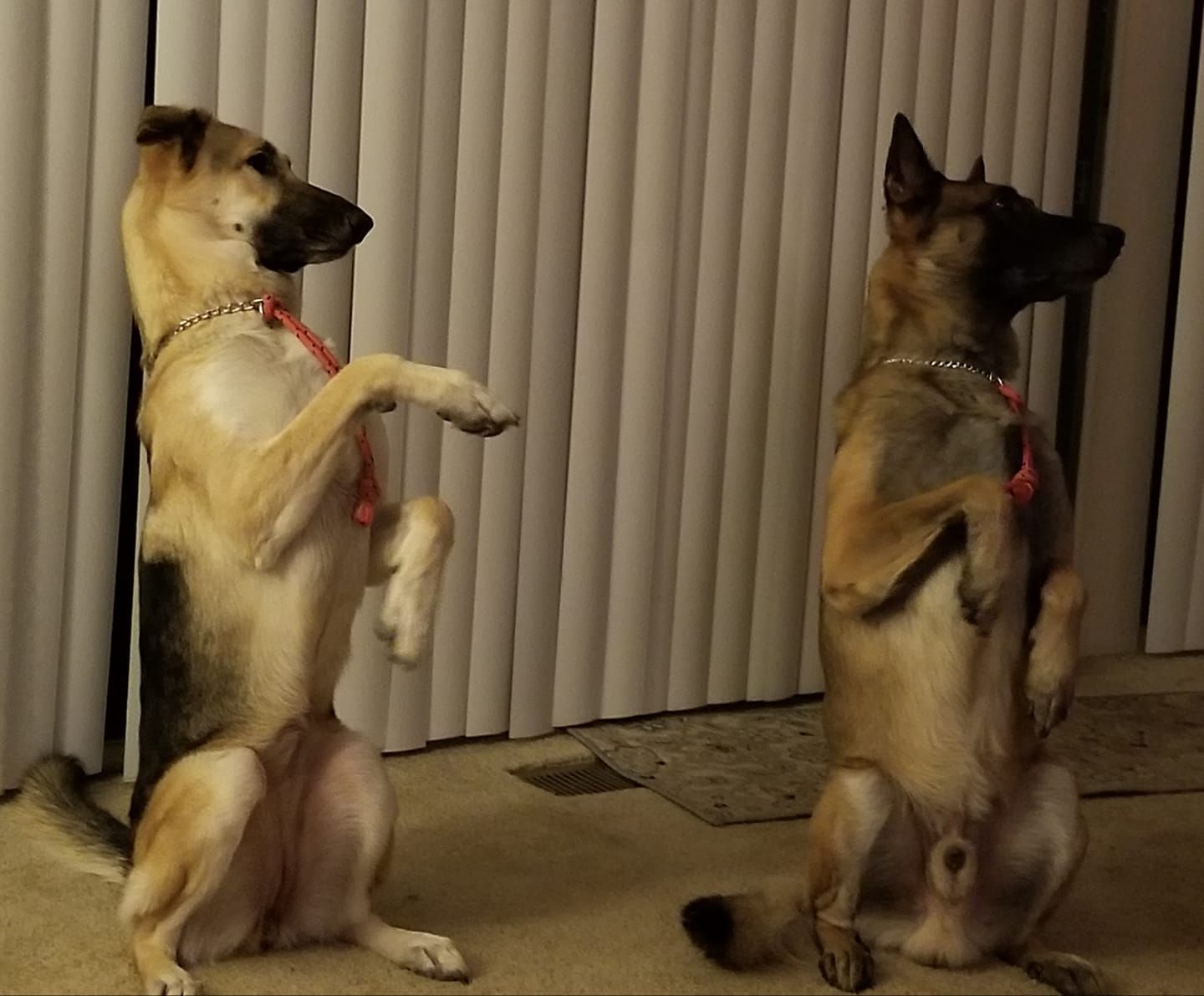 Two dogs, one beige and black, one brown, sitting up. Both have red collars, looking to the side.