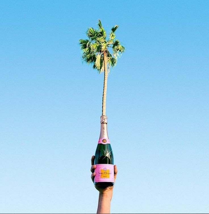 Hand holding a pink champagne bottle topped with a tall palm tree against a clear blue sky.