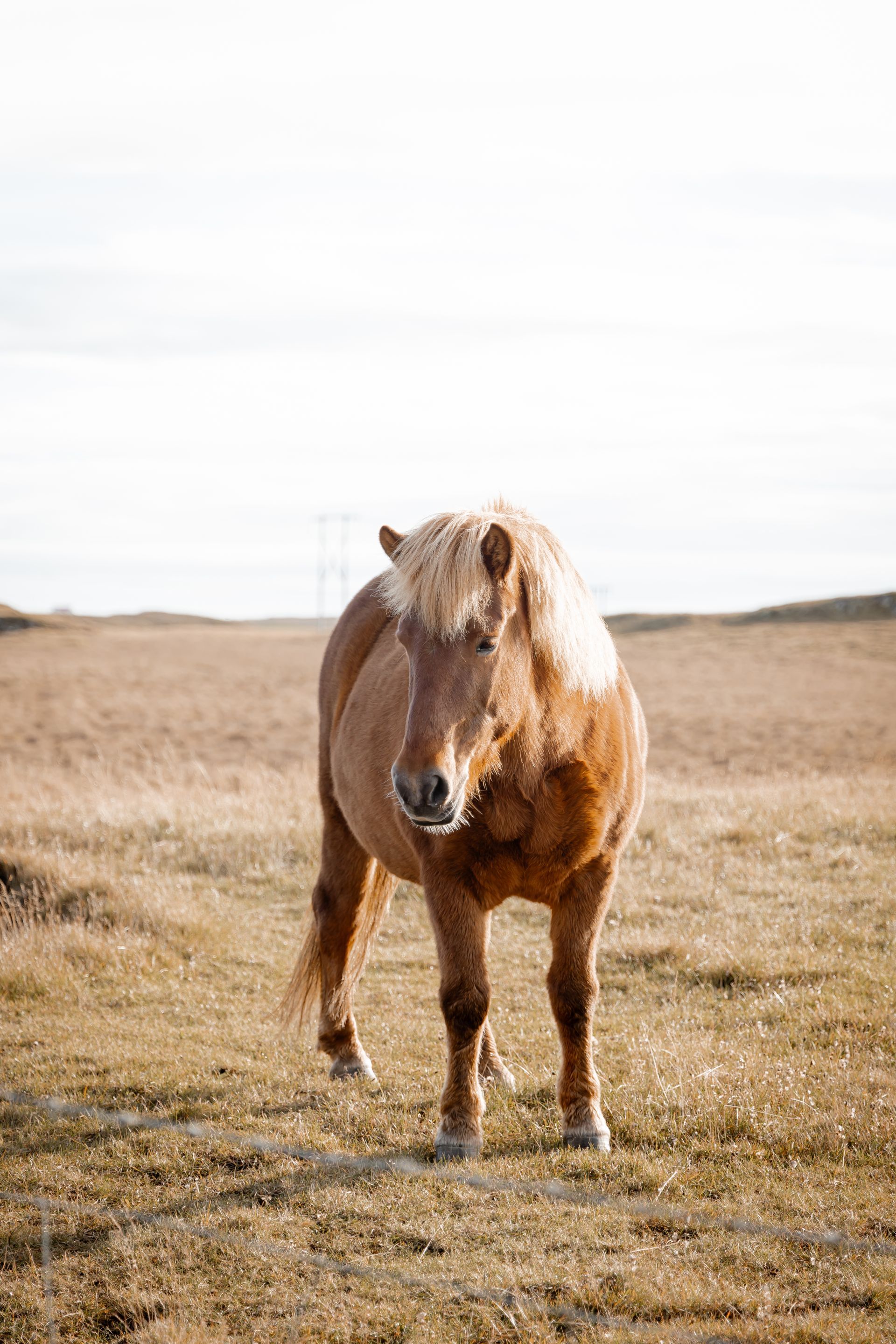 Een bruin paard staat in een grasveld onder een heldere hemel.