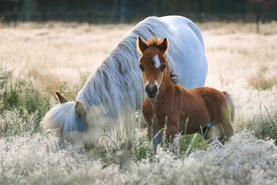 Minipaard en veulen