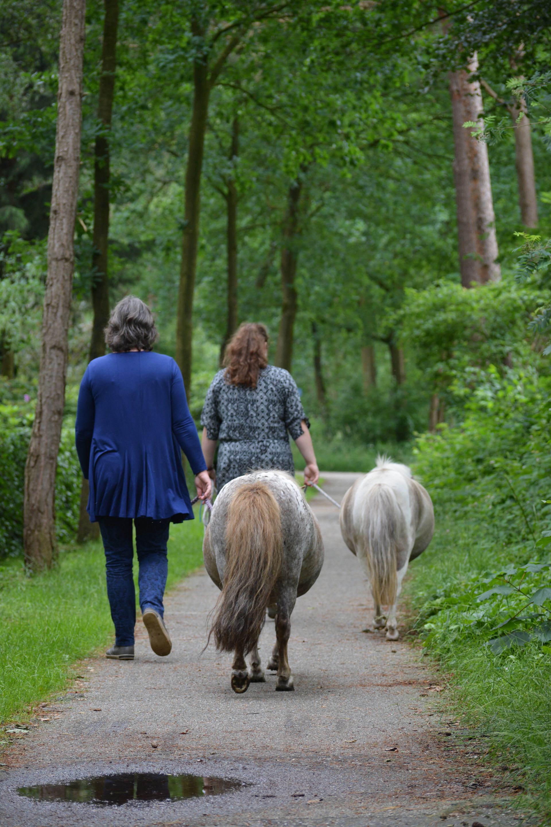 Wandelen met mini paarden