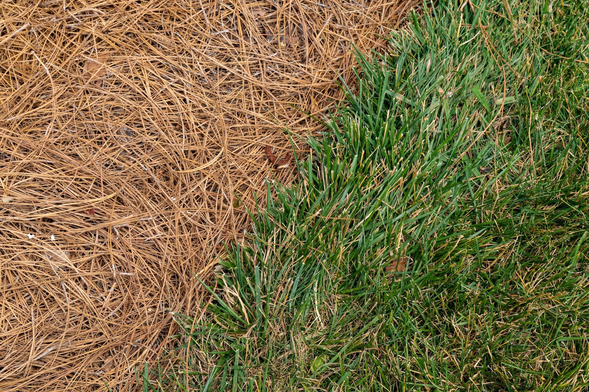 Close-up of green grass beside a patch of dry brown pine needles