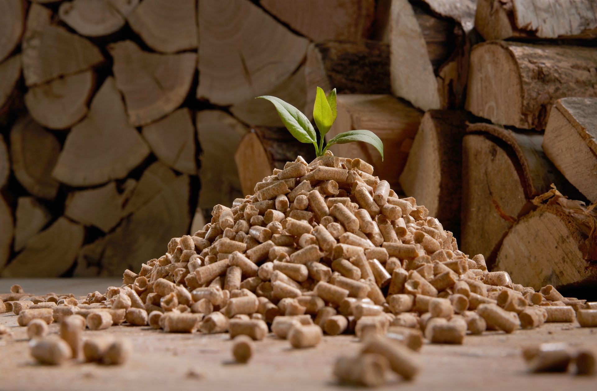 Pellet Abete