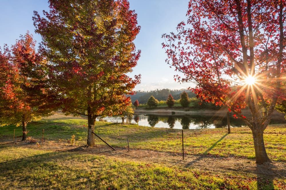 The Sun Is Shining Through The Trees In A Park Near A Lake — RAFFBRO Electrical Solar & Air Conditioning In Beechworth, VIC