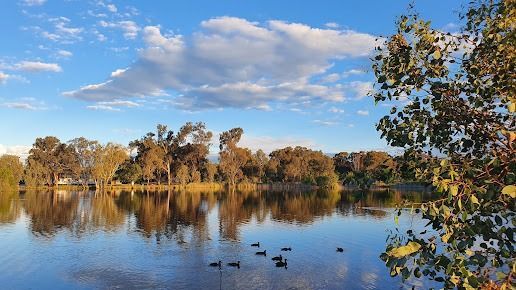 Ducks Are Swimming In A Lake With Trees In The Background — RAFFBRO Electrical Solar & Air Conditioning In Chiltern, VIC
