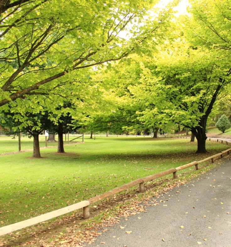 Green grassy park with trees and a paved path.