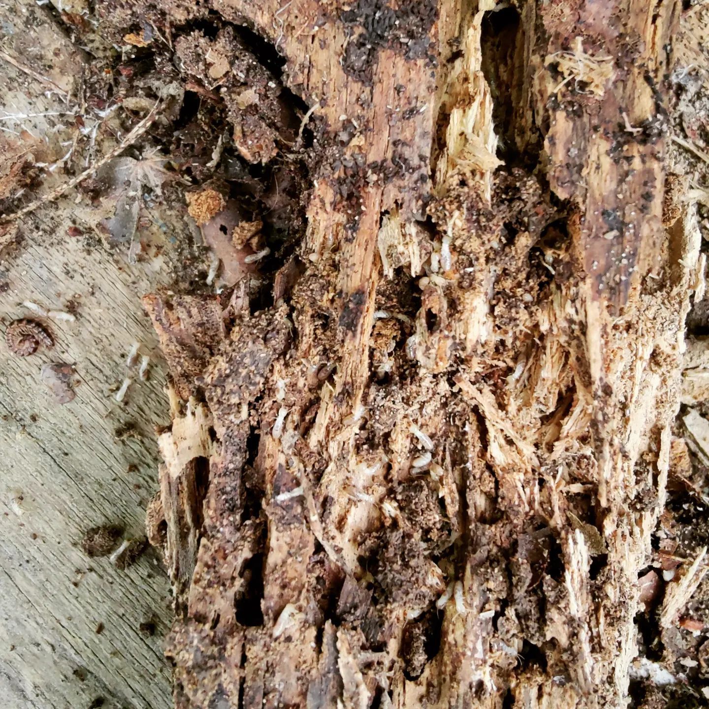 A close up of a piece of wood with a lot of holes in it.
