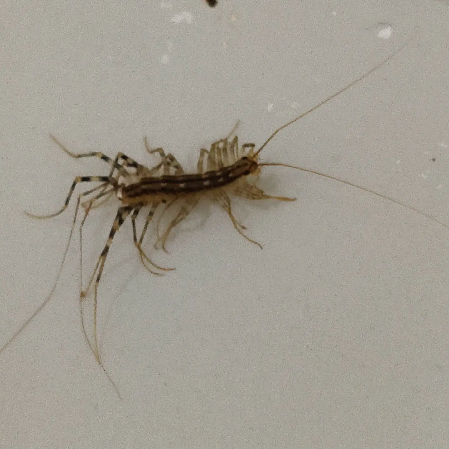 A close up of a bug on a white surface