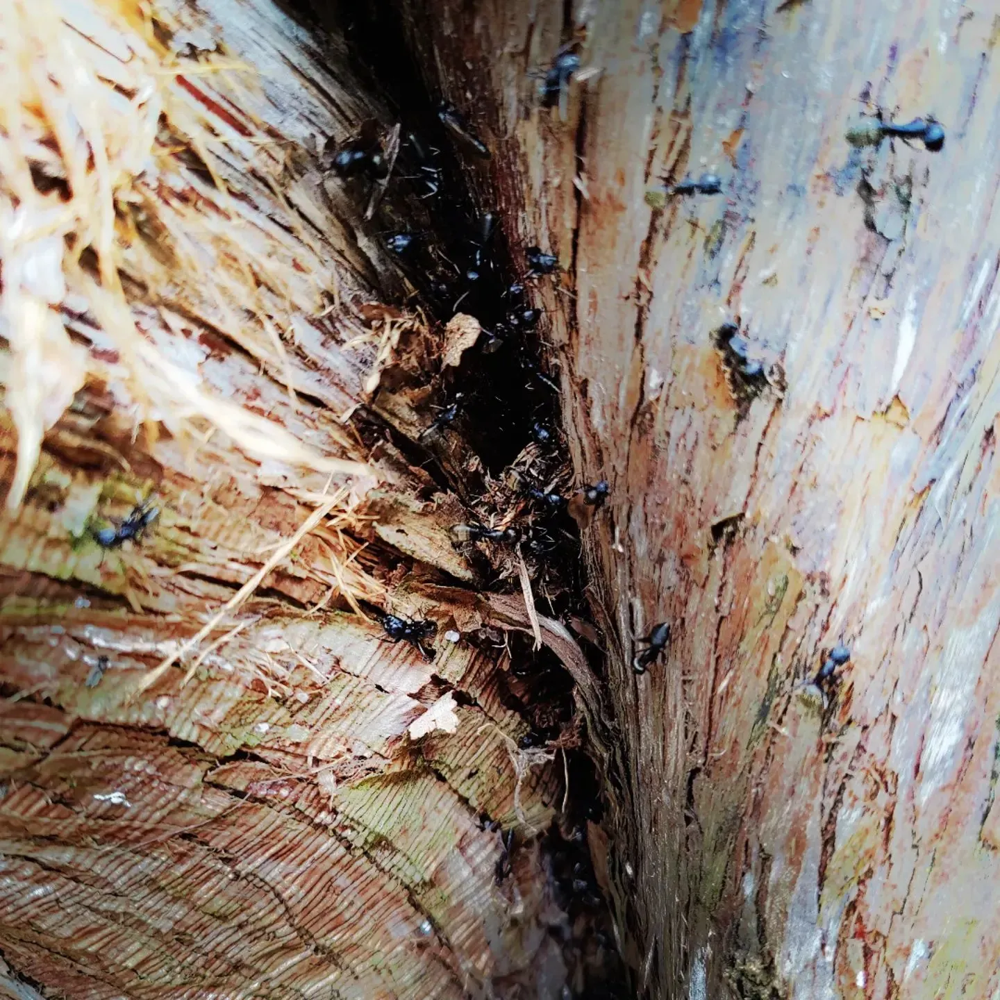A close up of a tree trunk with ants on it
