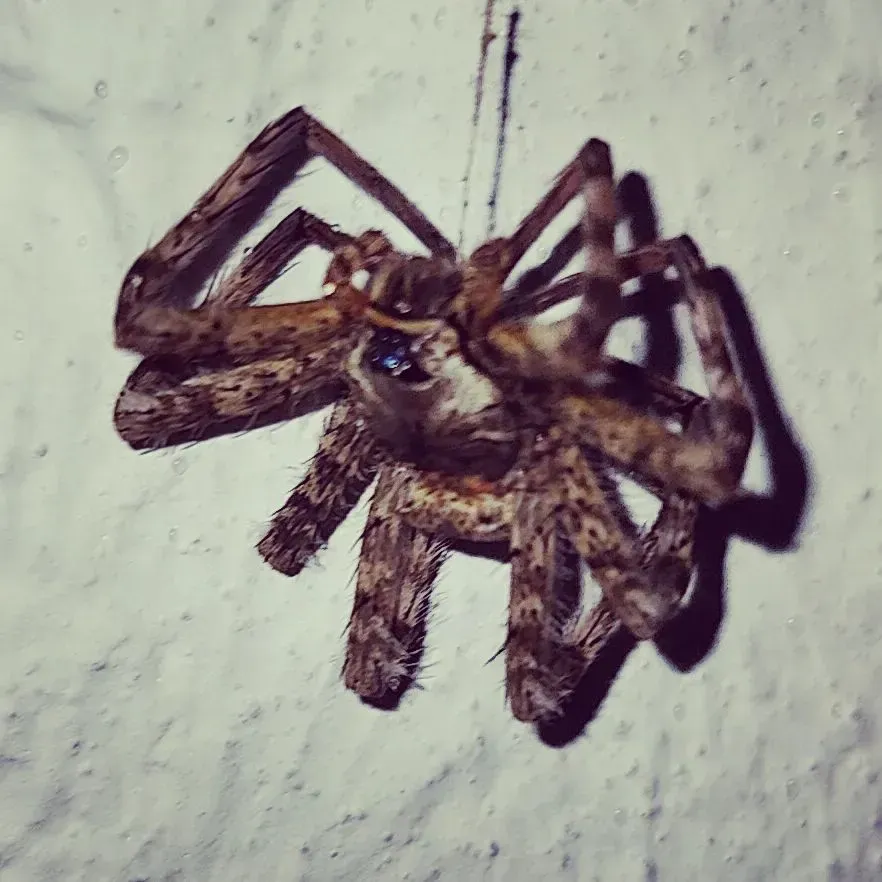A close up of a spider on a white surface
