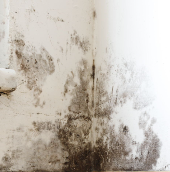 A white wall with black mold growing on it.