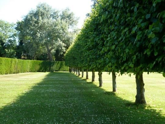 Tree Care Service
