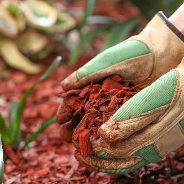 hands holding red mulch