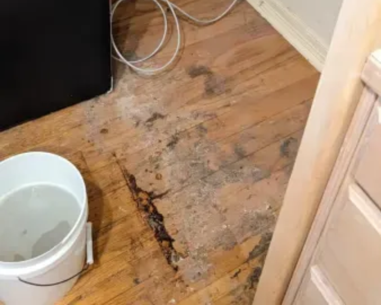 Water damage and dark mold stains on a wooden floor beside a white bucket and a doorframe.