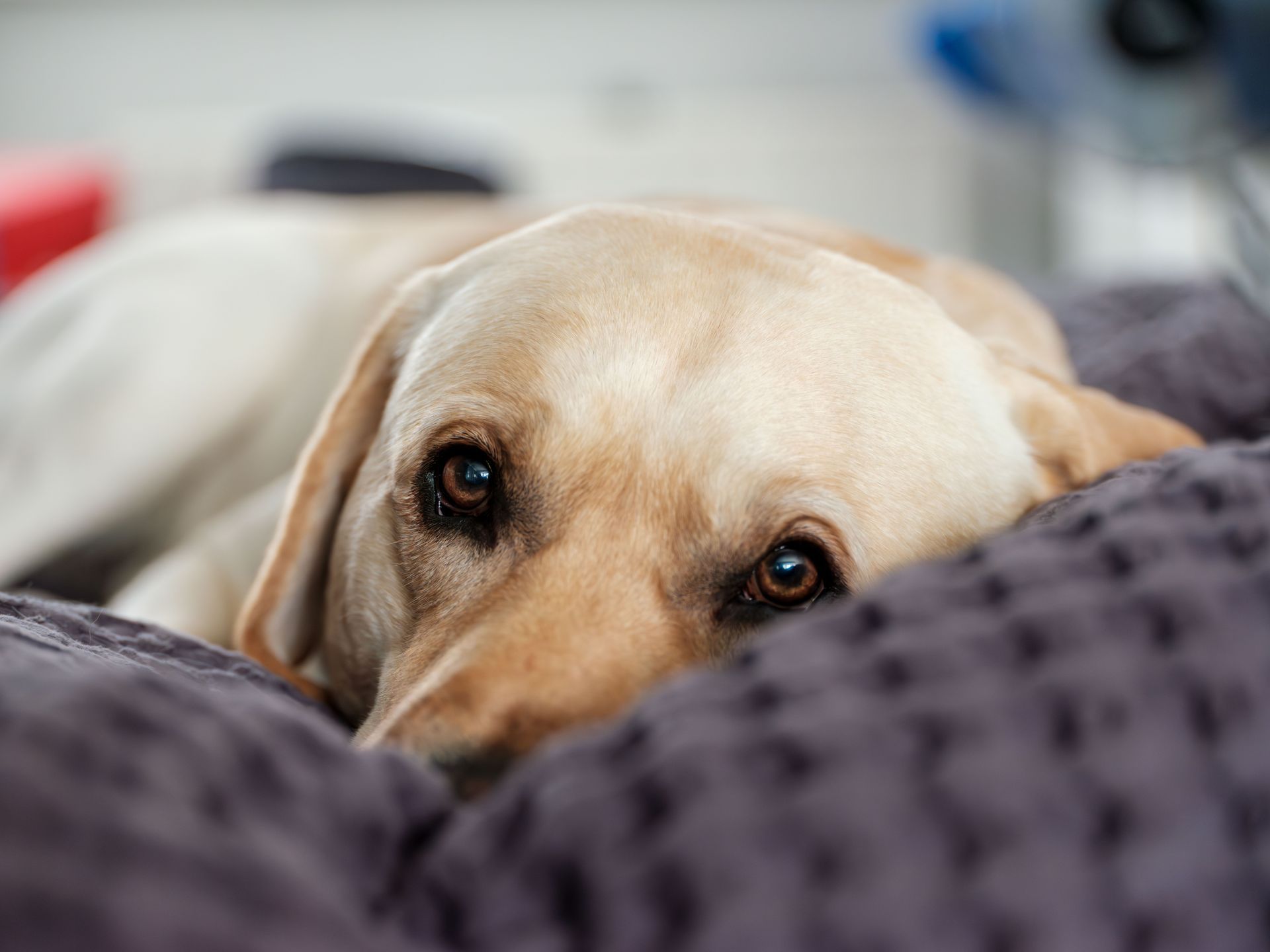 Cream-colored dog peeking over a gray blanket with soft, sleepy eyes