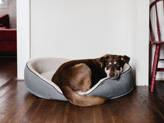 Brown dog curled up in a gray pet bed on a wooden floor indoors