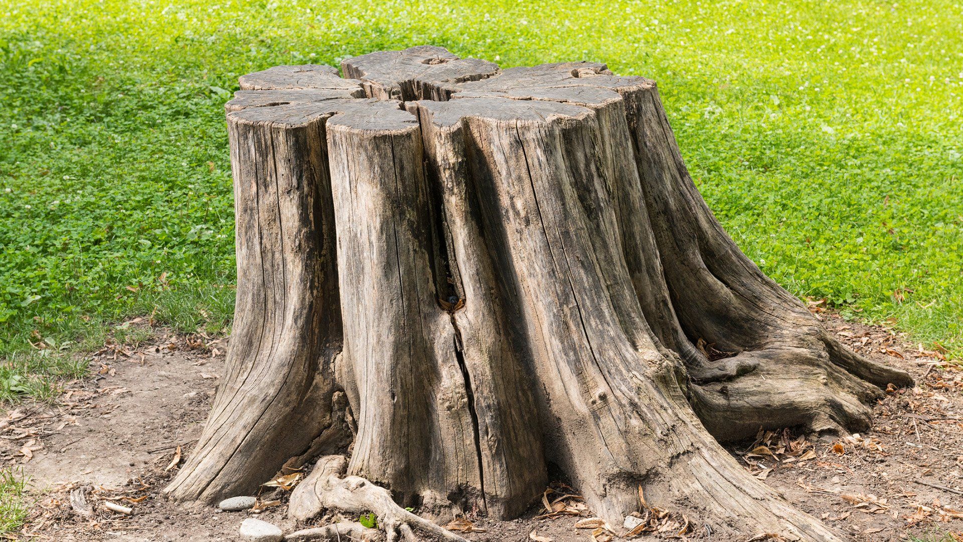 Stump Grinding — Concord, NC — Hinson Tree Service