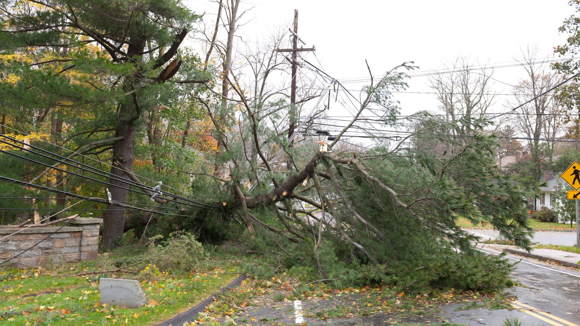 Fallen Tree — Concord, NC — Hinson Tree Service Fallen Tree — Concord, NC — Hinson Tree Service