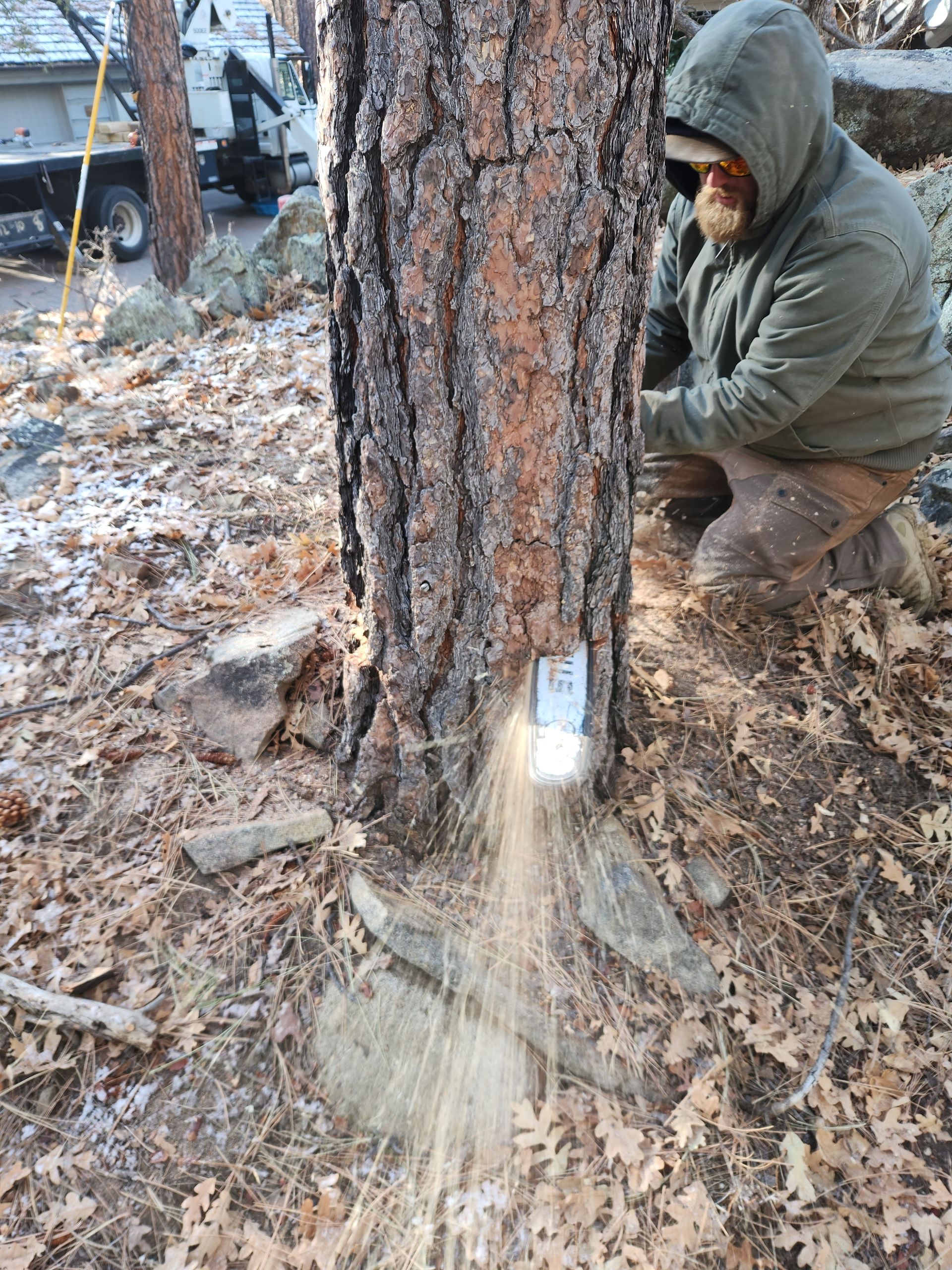 Stump Grinding in Prescott AZ | Clear Creek Tree Service