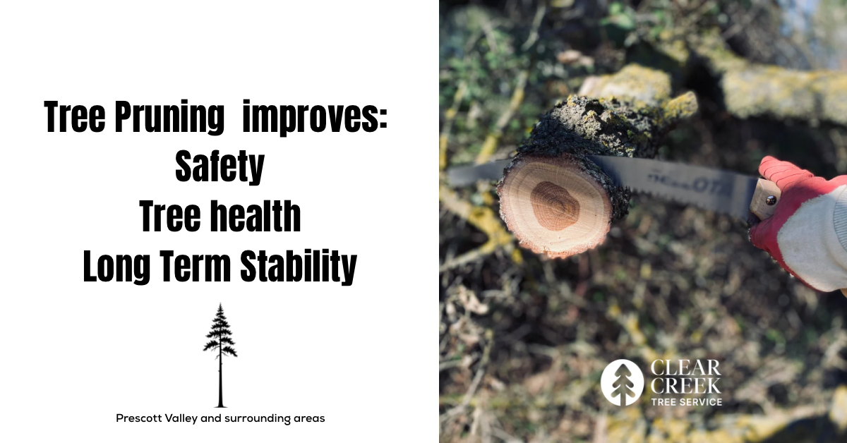 Tree Pruning Prescott AZ | Clear Creek Tree Service