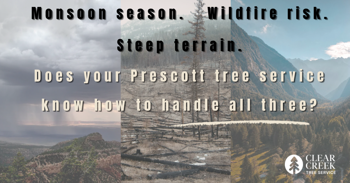 Prescott Arizona tree service Clear Creek certified arborist Yavapai County
