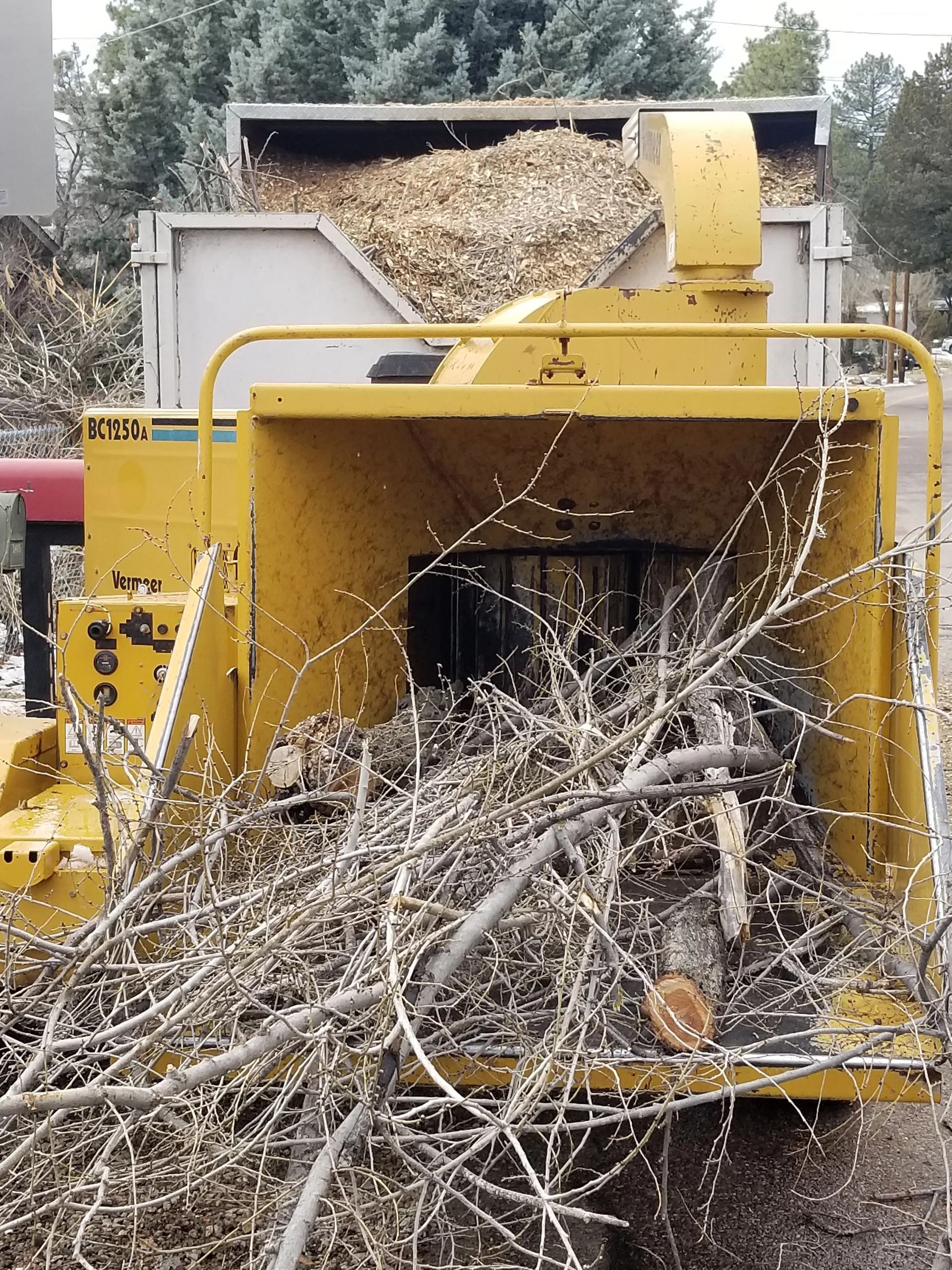 A tree chipper is filled with branches and wood chips