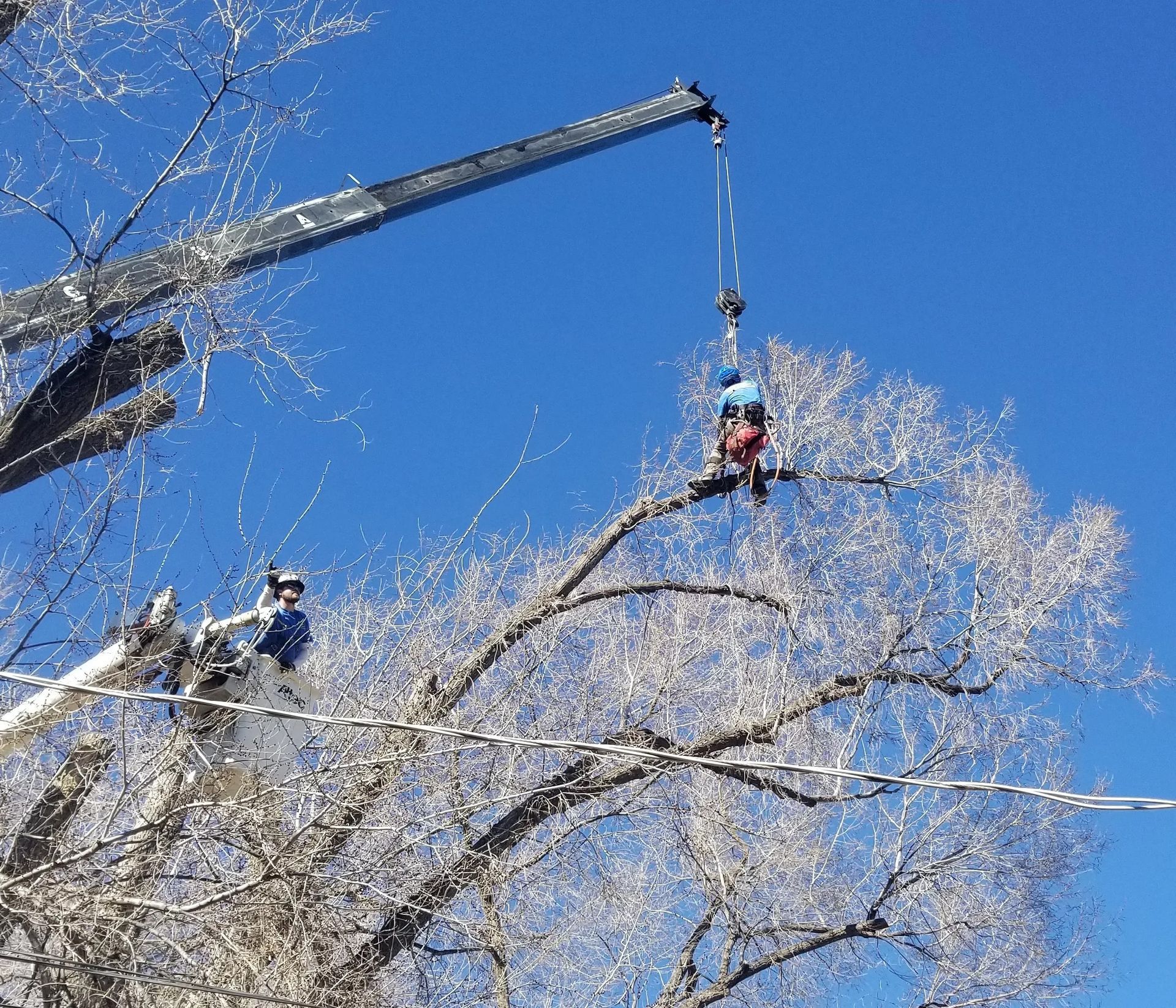 A man is hanging from a crane in a tree.